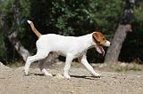 PARSON RUSSEL TERRIER 025